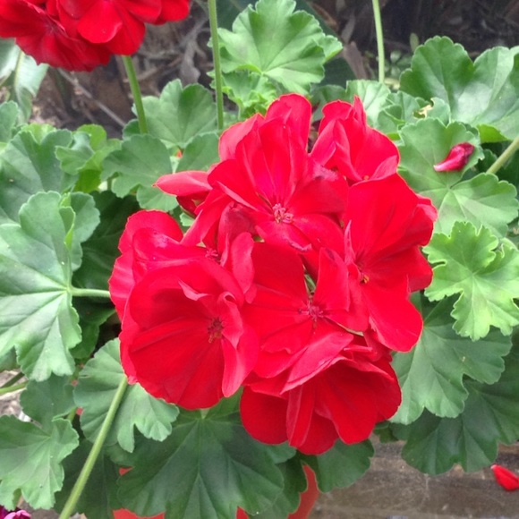 Meet your Posher, Christie - Picture 3 of 7